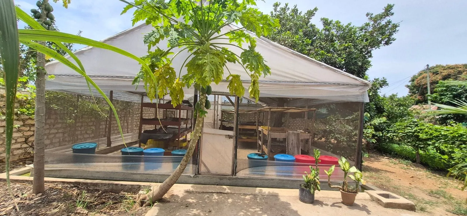 The screened larvae house at the HERI BSF Farm in Diani